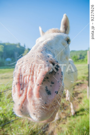 funny white horse portrait funny white horse portrait 9227626