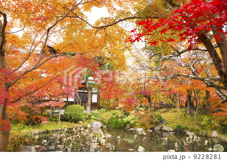 紅葉 紅葉 9228281