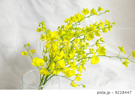 黄色いオンシジューム 黄色いオンシジューム 9228447