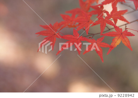 秋景色 9228942