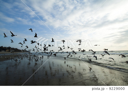 Sea gulls on coast Sea gulls on coast 9229000