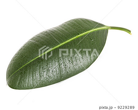 green leaf ficus 9229289