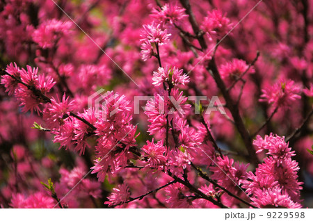 キクモモ キクモモ 9229598