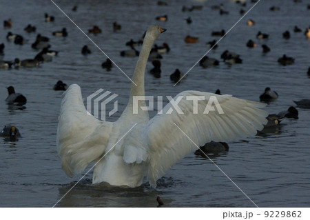 オオハクチョウ オオハクチョウ 9229862