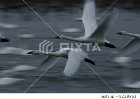 オオハクチョウ 9229863