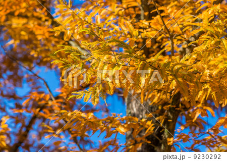 紅葉 9230292