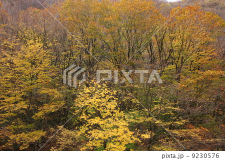 みたらい渓谷 黄葉 みたらい渓谷 黄葉 9230576