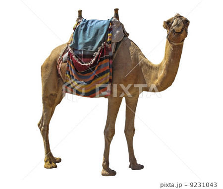 camel 9231043