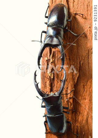 マンディブラリスフタマタクワガタ同士の樹木の上でのバトル　白バック 9231391
