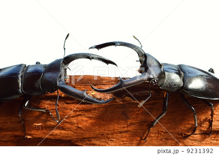 マンディブラリスフタマタクワガタ同士の樹木の上でのバトル 白バック マンディブラリスフタマタクワガタ同士の樹木の上でのバトル 白バック 9231392