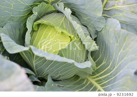 キャベツ 9231692