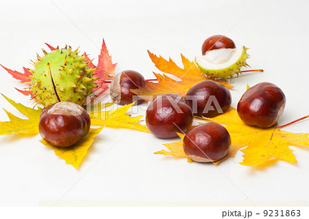 Chestnut 9231863