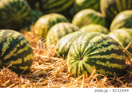 Watermelons were piled up 9232949