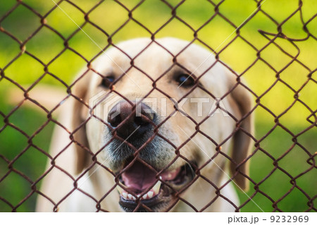 Yellow Labrador Retriever Behind Fence 9232969