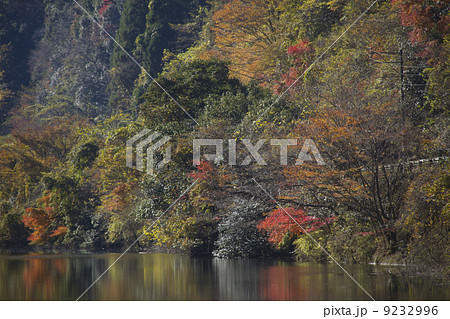 照葉樹林の紅葉／松原ダム 9232996
