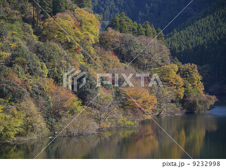 照葉樹林の紅葉/松原ダム 照葉樹林の紅葉/松原ダム 9232998
