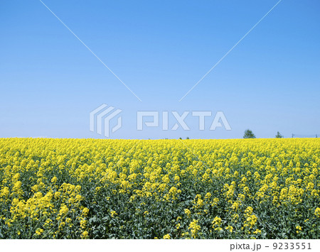 菜の花 9233551