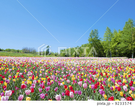 チューリップと青空 9233574
