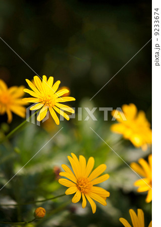 マーガレットコスモス マーガレットコスモス 9233674