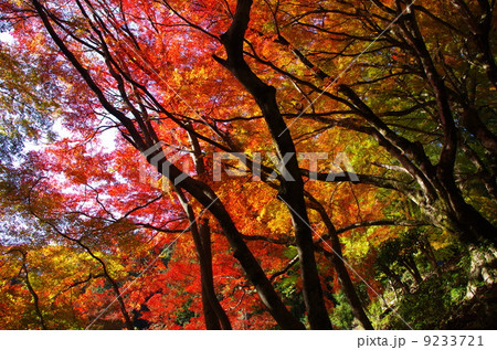 鰐淵寺の紅葉の写真素材