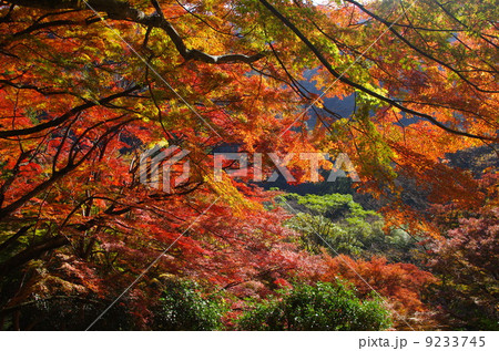 鰐淵寺の紅葉 鰐淵寺の紅葉 9233745