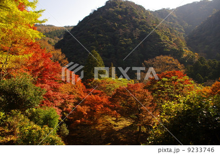 鰐淵寺の紅葉 鰐淵寺の紅葉 9233746