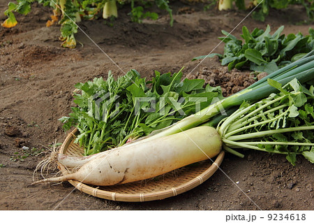 冬野菜の収穫 冬野菜の収穫 9234618