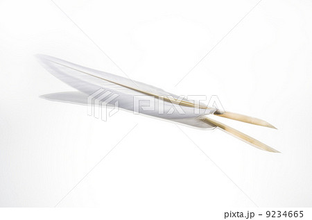 羽ペン 9234665