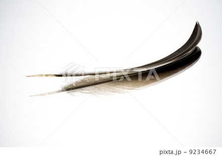 羽ペン 9234667