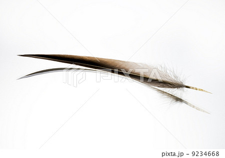 羽ペン 9234668