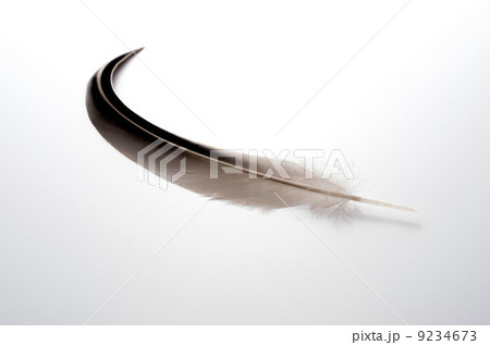羽ペン 9234673