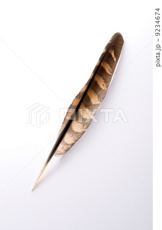 羽ペン 羽ペン 9234674