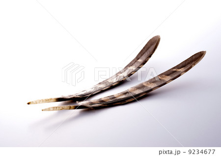 羽ペン 9234677