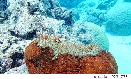 グレートバリアリーフ 9234773