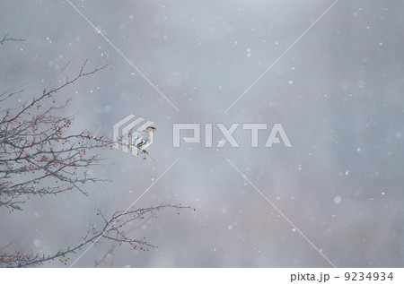 キレンジャク 9234934