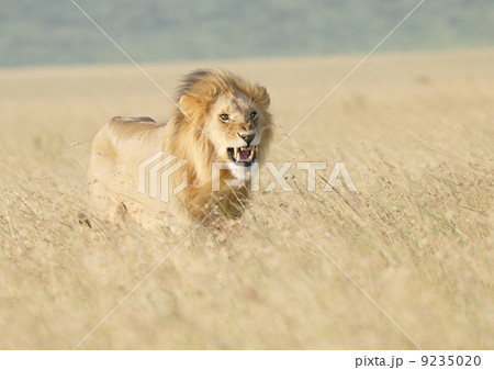 野生のライオン 9235020