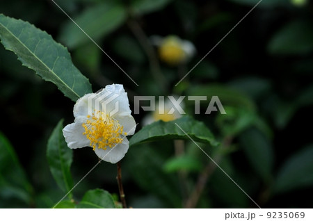 チャノキ花 9235069