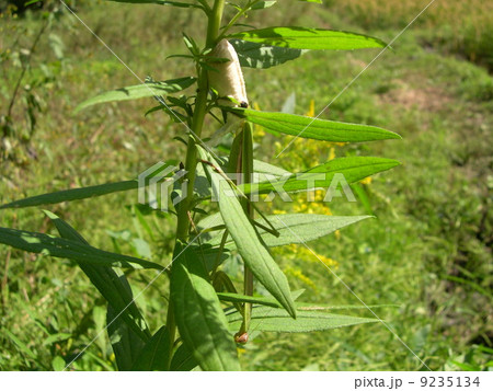 カマキリの産卵 カマキリの産卵 9235134