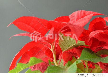 赤いポインセティアと黒い背景 9235330