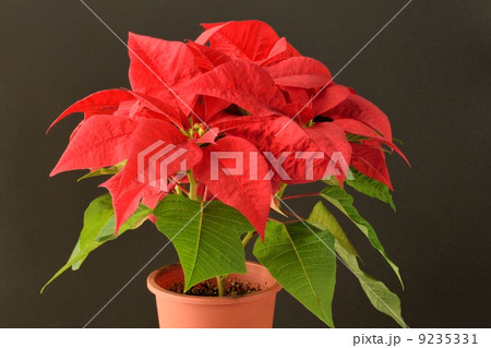 赤いポインセティアと黒い背景 9235331
