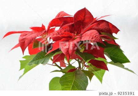 赤いポインセティアと白い背景 9235391