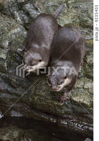 コツメカワウソ コツメカワウソ 9235403