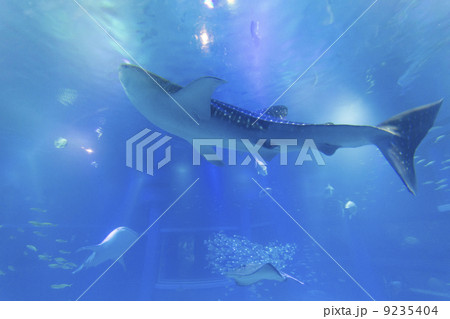 海遊館のジンベエザメ 海遊館のジンベエザメ 9235404