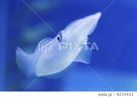 アオリイカ 9235431