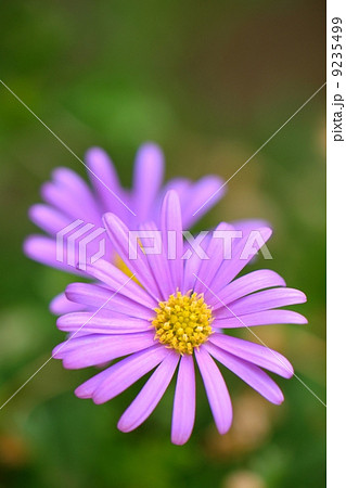 姫小菊の花のマクロ撮影 9235499