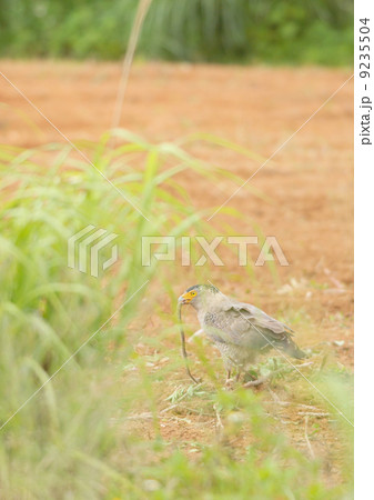 蛇を食べるカンムリワシ 9235504