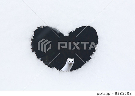 ハートの風穴とオコジョ ハートの風穴とオコジョ 9235508