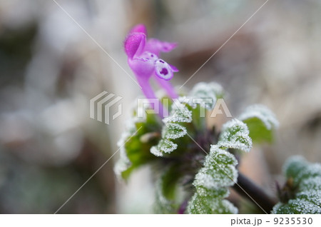 仏の座の霜 仏の座の霜 9235530
