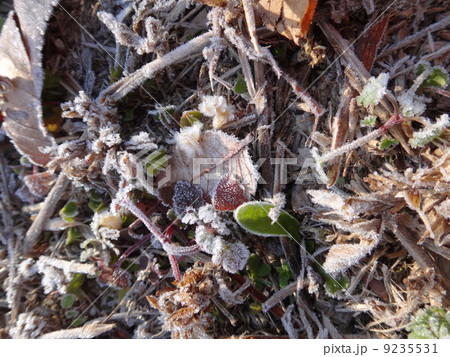 落葉と霜 落葉と霜 9235531