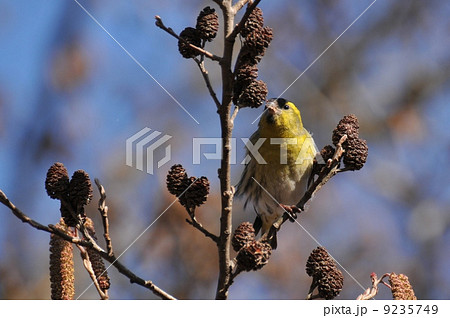 冬の野鳥　～マヒワ～ 9235749